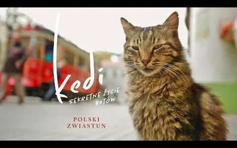 Kedi - sekretne życie kotów/ Kedi(2016) - zwiastuny | Kinomaniak.pl