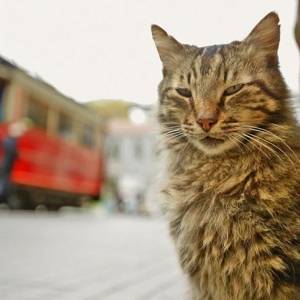 Kedi - sekretne życie kotów/ Kedi(2016) - zdjęcia, fotki | Kinomaniak.pl
