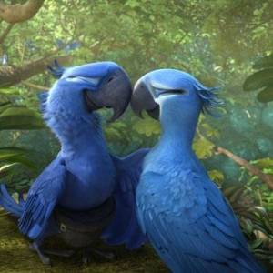 Rio 2(2014) - zdjęcia, fotki | Kinomaniak.pl