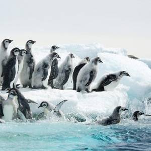 Marsz pingwinów 2: przygoda na krańcu świata/ L'empereur(2017) - zdjęcia, fotki | Kinomaniak.pl
