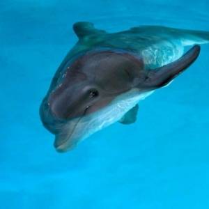 Mój przyjaciel delfin/ Dolphin tale(2011) - zdjęcia, fotki | Kinomaniak.pl