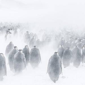 Marsz pingwinów 2: przygoda na krańcu świata/ L'empereur(2017) - zdjęcia, fotki | Kinomaniak.pl